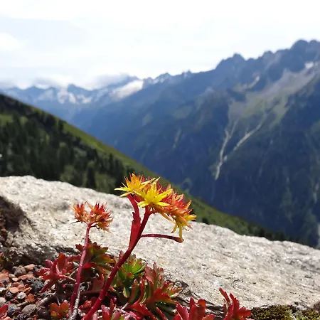 Scheulinghof 3* Mayrhofen